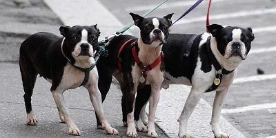Three French Bull Terriers on leashes, standing still looking at us.