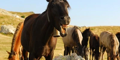 A horse in a field with other horses, but this one looks like it is laughing.