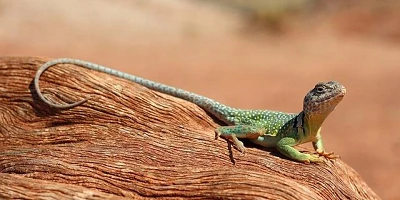A small green lizard on a log with his neck stretching up tall.