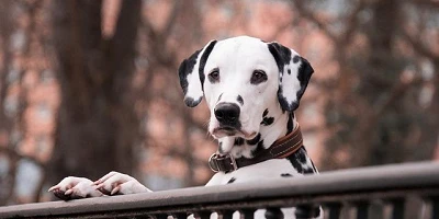 A dalmatian dog standing on his hind legs with his front paws on the top of an iron fence.