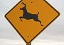 Funny Pictures of Reindeer Sign