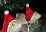Funny Christmas picture of 2 iguanas wearing Santa Hats