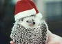 Funny Pictures of Hedge Hog Wearing Santa Hat