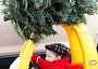 Picture of Christmas Tree on Toy Car