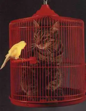 Funny Cat Pictures - in Bird Cage Dream