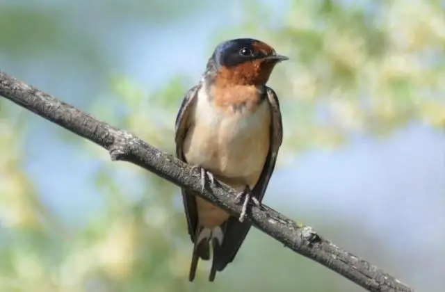 Barn swallow sitting on a branch with a blurred background.