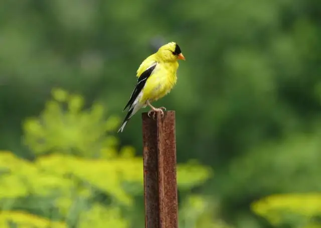 A single small American goldfinch sitting atop a rusted metal pole.