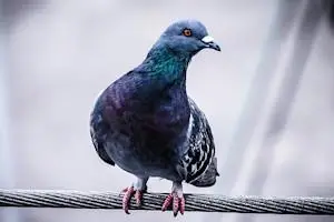pigeon