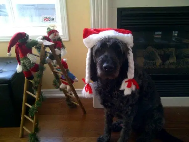 dog christmas domi