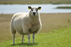 sheep2
