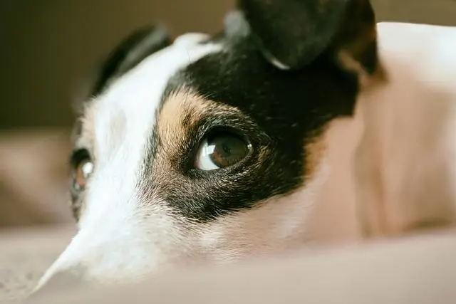 A jack russell terrier lying with its head on a carpet looking up at us sideways with only its eyes.