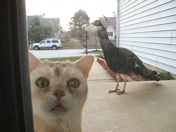 A funny picture of a cat and a bird A funny cat picture - with a peacock