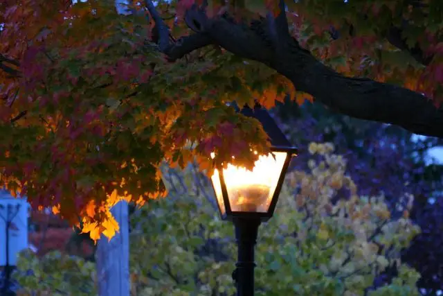 An old-style lamp post shining on the leaves of a maple tree at dusk.