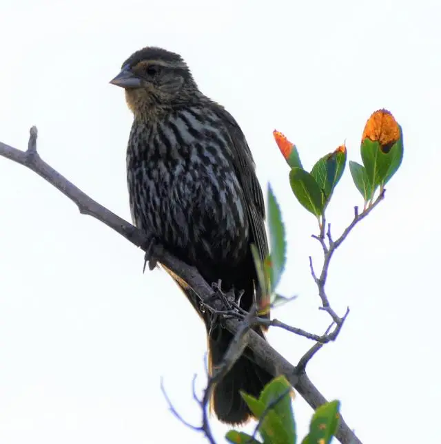 Small sparrow-type bird on a branch.