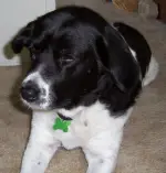 dog_maggie.jpg dog_maggie.jpg