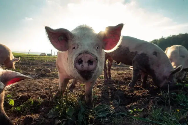 pig upclose