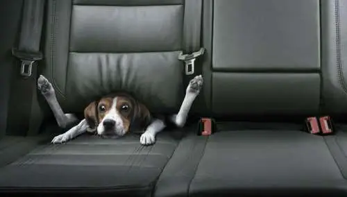 Funny Pictures of Dog In Back Seat of Car