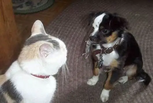 Funny Cat Pictures - and Dog With Mouse in Mouth