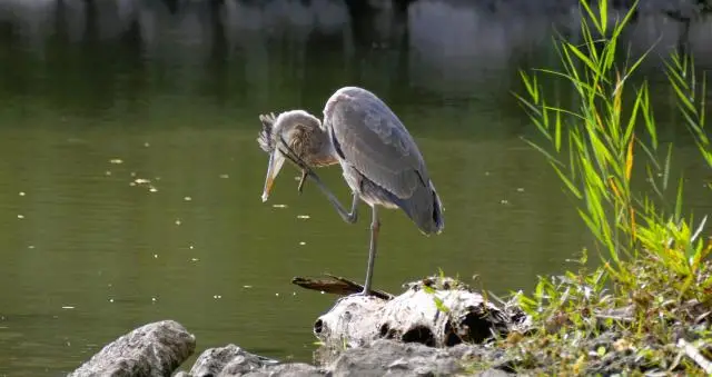 A great blue heron standing on one leg near the shore, scratching its beak with its foot.