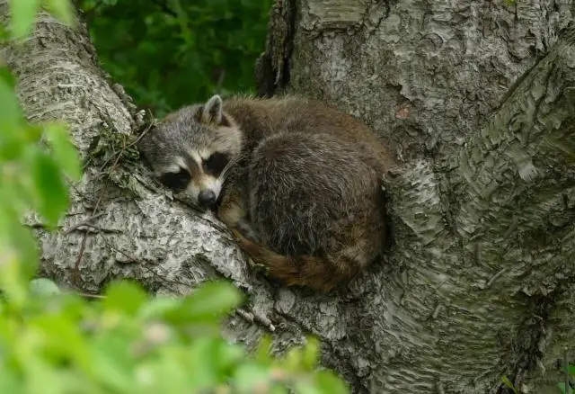 A small raccoon curled up asleep in the nook of a branch and tree trunk.