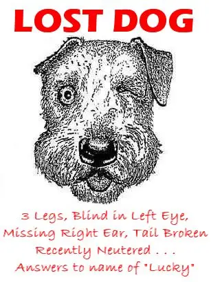Funny Jokes Picture of Lost Dog Poster