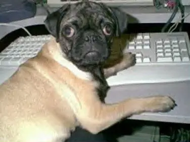 Funny Pictures of Dog with Big Eyes