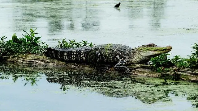 A crocodile resting on top of a log floating in the river.