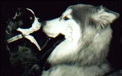 Funny Jokes Picture of a Dog Hypnotizing a Dog