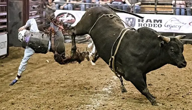rodeo bull