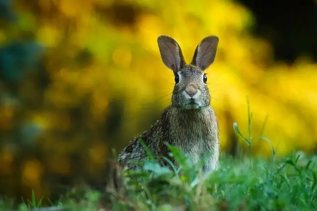 rabbit 1