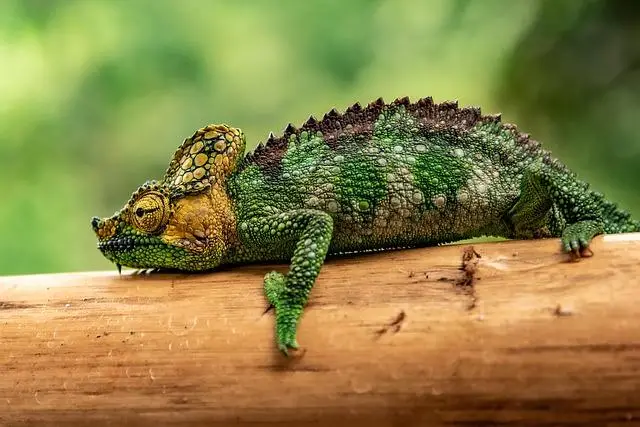 A green, brown and yellow chameleon hugging a horizontal log with no bark on it.