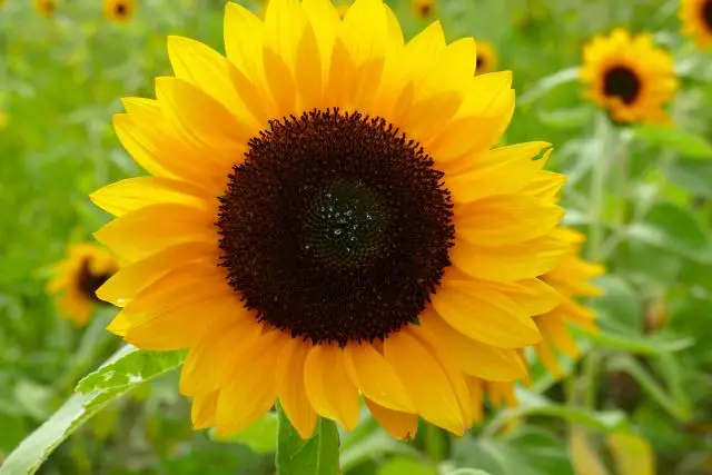 A bright yellow sunflower against a green background of blurred plans and other sunflowers.