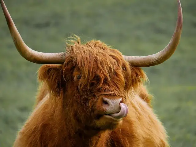 A wooly brown highland cow with large horns, eyes covered with hair and tongue licking its nostril.
