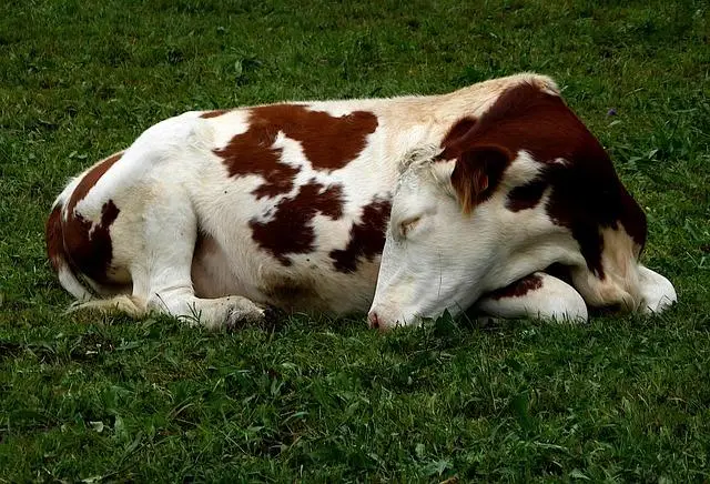 A white and brown cow asleep on green grass.