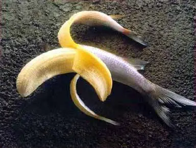 bananafish