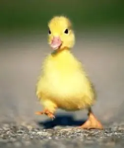 duck