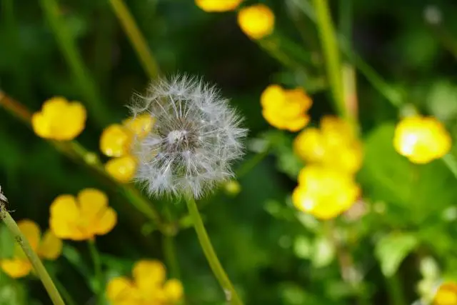 A close up of buttercups with a dandelion gone to seed in focus in front.