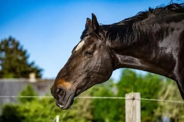 Side view of a black horse with a white star on its forehead.