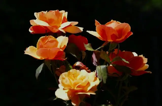 A bouquet of yellow-orange roses against a black background.