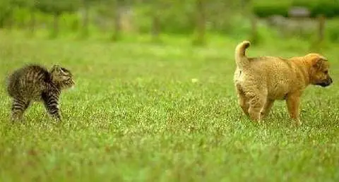 Funny Cat Pictures - and Dog Skunk Defense