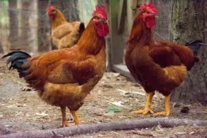 Chickens in the Sack