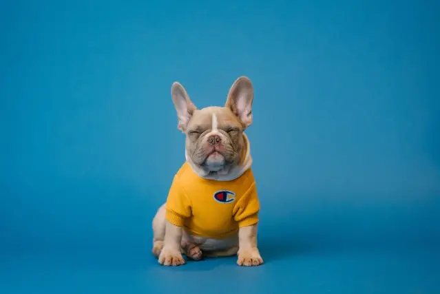 dog9
