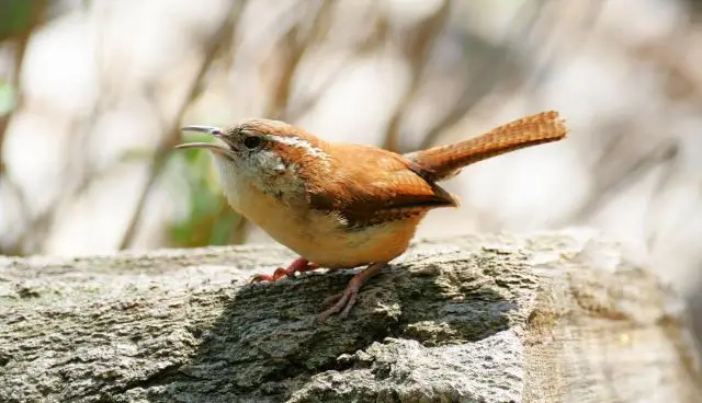 A small brown wren sitting on a tree branch singing in the sunshine.
