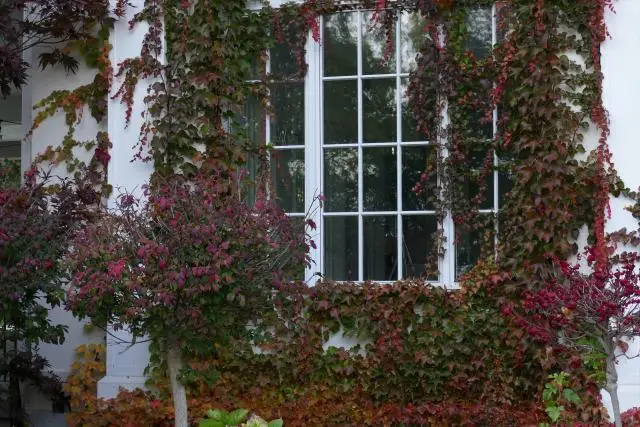 The front window of a house, with a vine growing all around leaving only the middle of the window clear to look through.