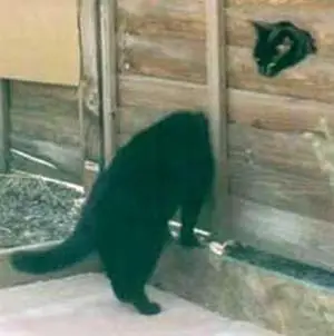 funny cat chiropractor picture