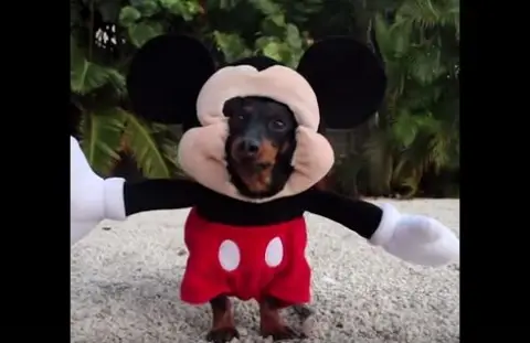 ss mickey dog