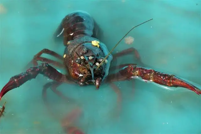 One lobster, head out of the water in a tank.