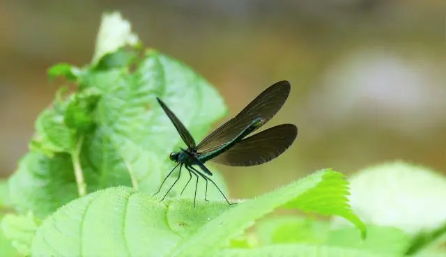Encouragement in Stereo 