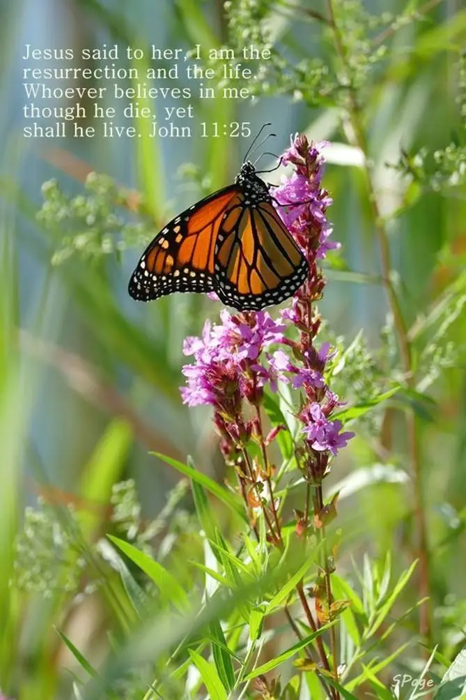 resurrection butterfly