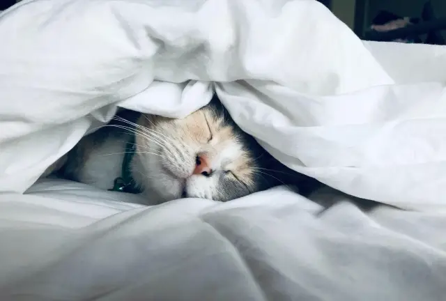 A sleeping cat under a fluffy duvet cover with only its face peeking out.